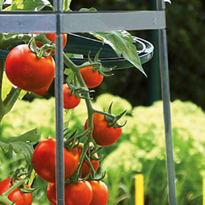 Tomaten ausgeizen